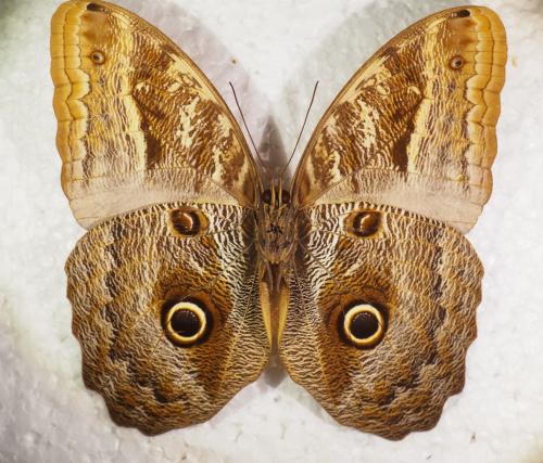 Réf. 287 570 : Caligo teucer